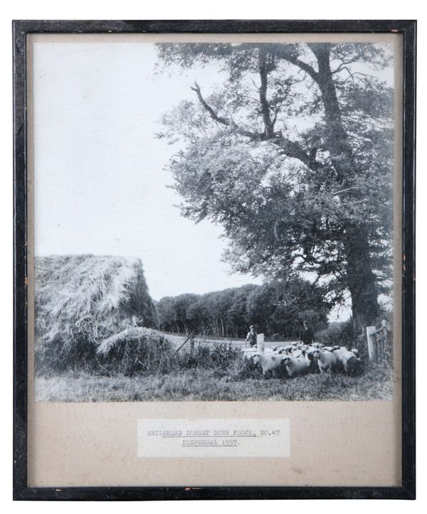 A SERIES OF FOUR BLACK AND WHITE PHOTOGRAPHS OF SHEPHERD AND FLOCK