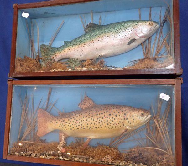 A PAIR OF PAINTED FISH MODEL SPECIMENS