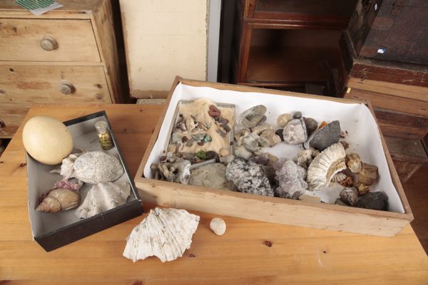 A COLLECTION OF FOSSILS, MINERALS AND AMBER