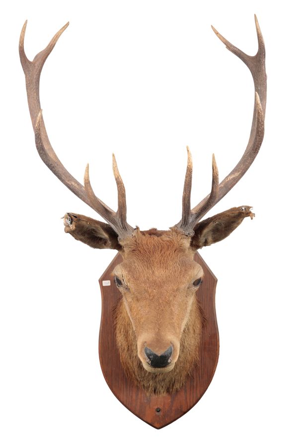 TAXIDERMY: A ROYAL RED STAG NECK MOUNT