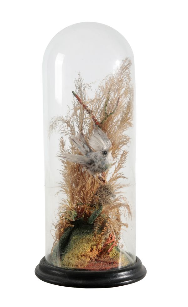 TAXIDERMY: A VICTORIAN HUMMING BIRD