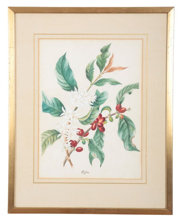 20TH CENTURY SCHOOL, 'Coffee': A botanical study of a fruiting bough