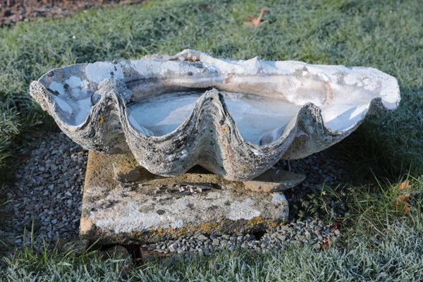 TWO GIANT CLAM SHELLS