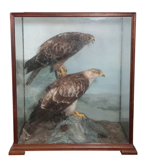 TAXIDERMY: A PAIR OF BUZZARDS