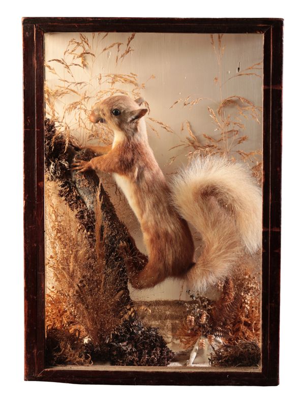 TAXIDERMY: A VICTORIAN RED SQUIRREL