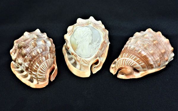 A CAMEO CARVED CONCH SHELL