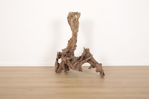 A BOG OAK TREE ROOT