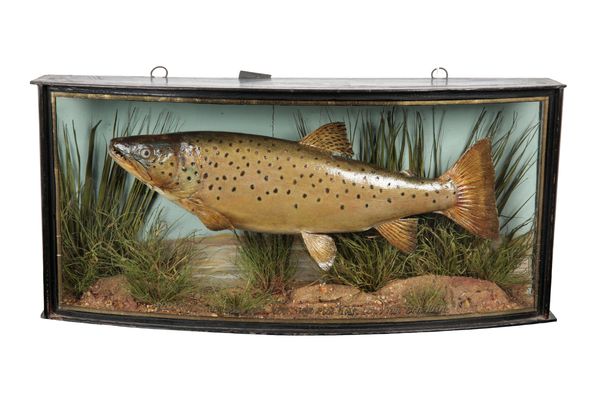 J. COOPER & SONS OF LONDON: A TAXIDERMY BROWN TROUT