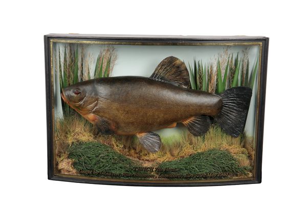 A. J. BOND: A TAXIDERMY TENCH