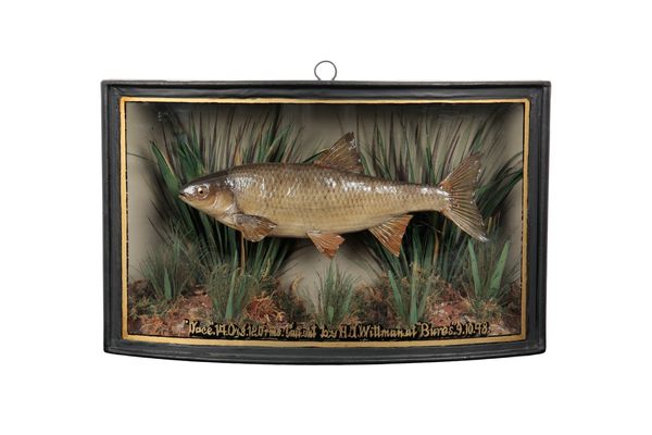 HOMERS OF LONDON: A TAXIDERMY DACE