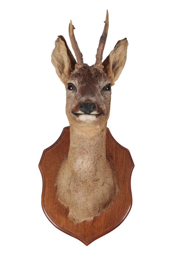 TAXIDERMY: A ROE DEER NECK MOUNT