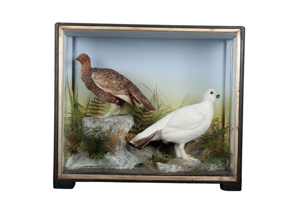 TAXIDERMY: A BRACE OF PTARMIGANS