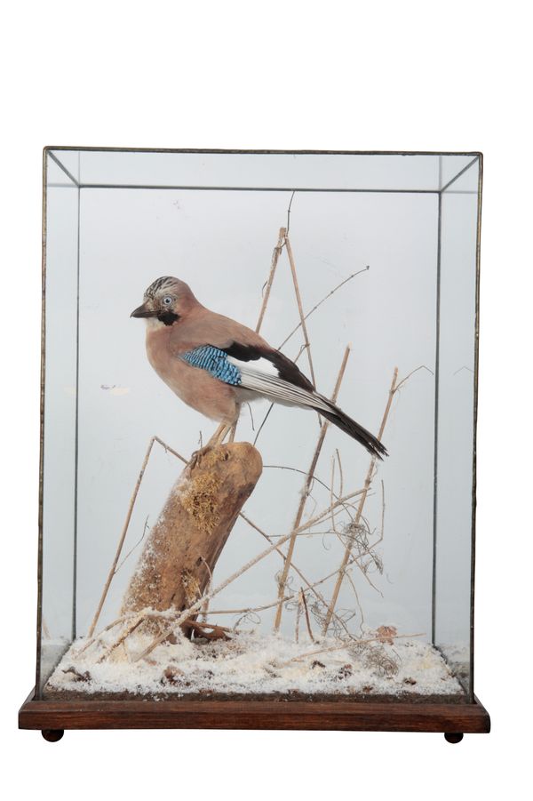 TAXIDERMY: A JAY