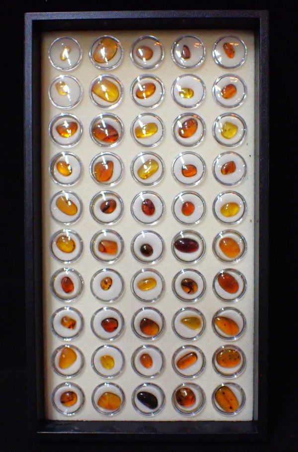 50 SPECIMENS OF AMBER