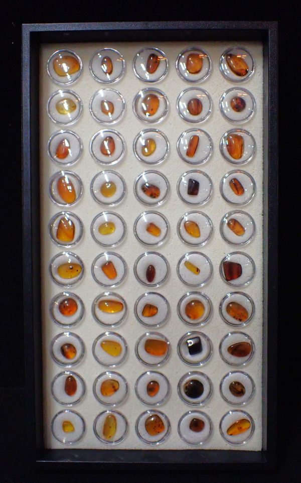 50 SPECIMENS OF AMBER