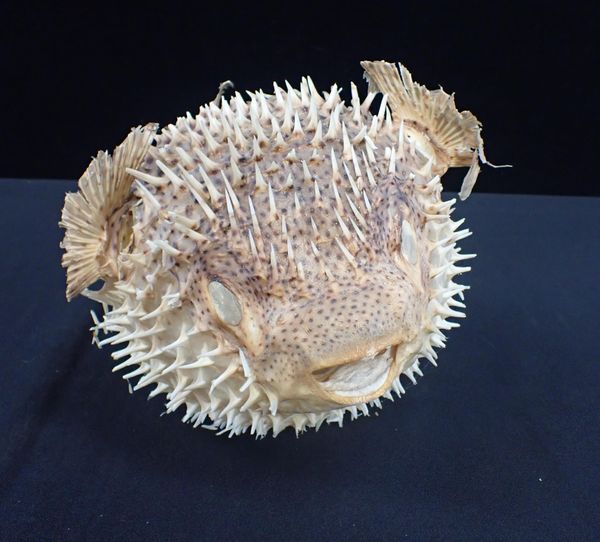 A PRESERVED SPINY PUFFER FISH CURIOSITY