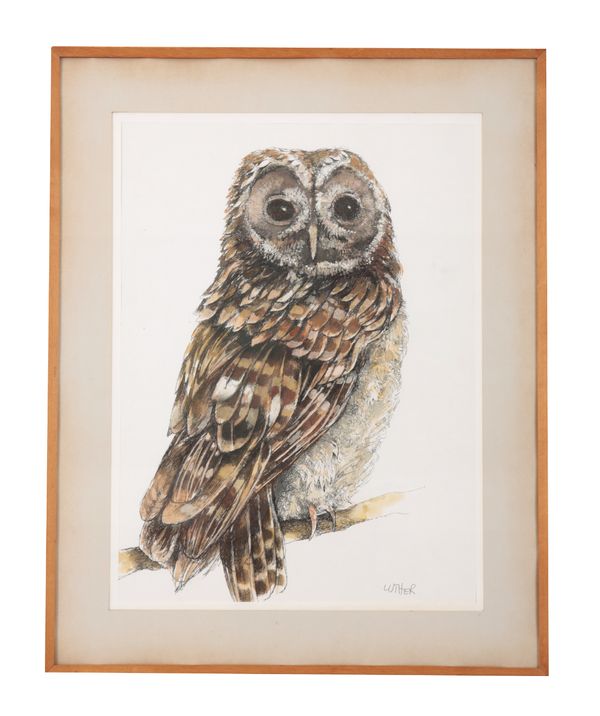 PETER LUTHER (b.1926) A study of an owl