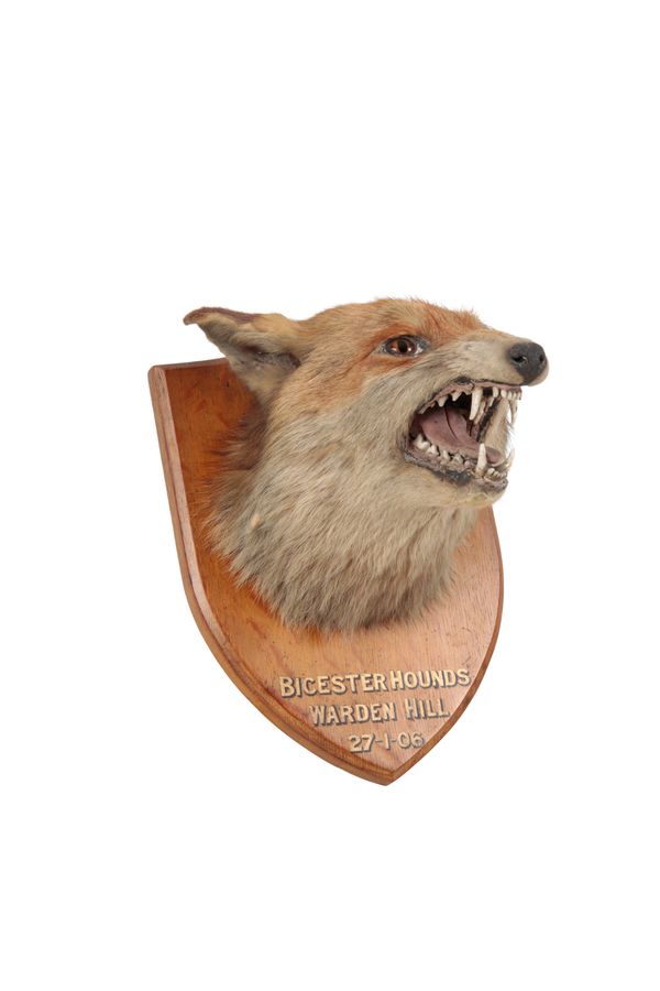 TAXIDERMY: A MOUNTED FOX MASK