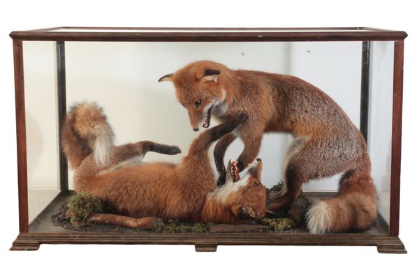 TAXIDERMY: A PAIR OF PLAYING FOXES