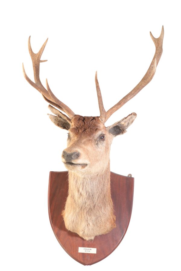 TAXIDERMY: A RED DEER STAG NECK MOUNT