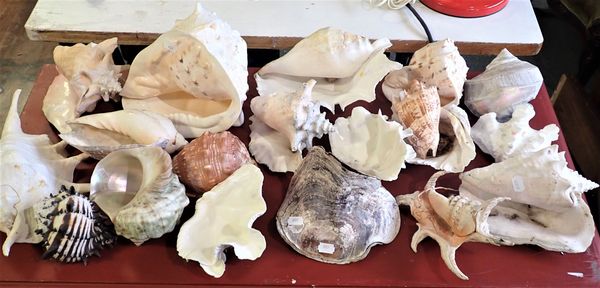 A COLLECTION OF LARGER SEASHELLS