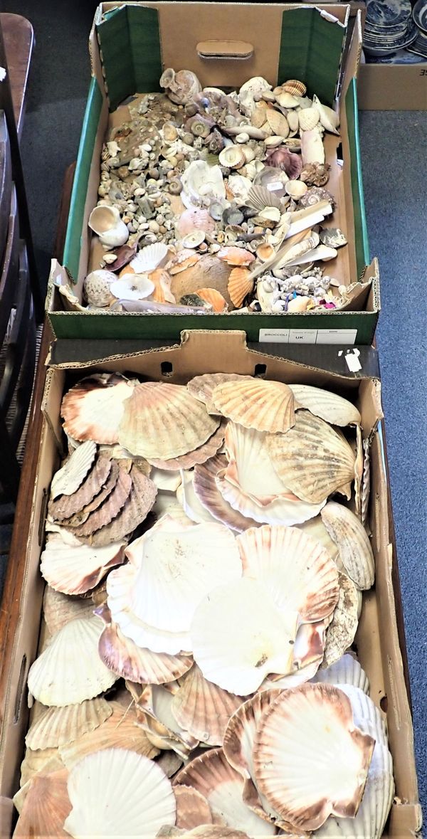 A QUANTITY OF SCALLOP SHELLS