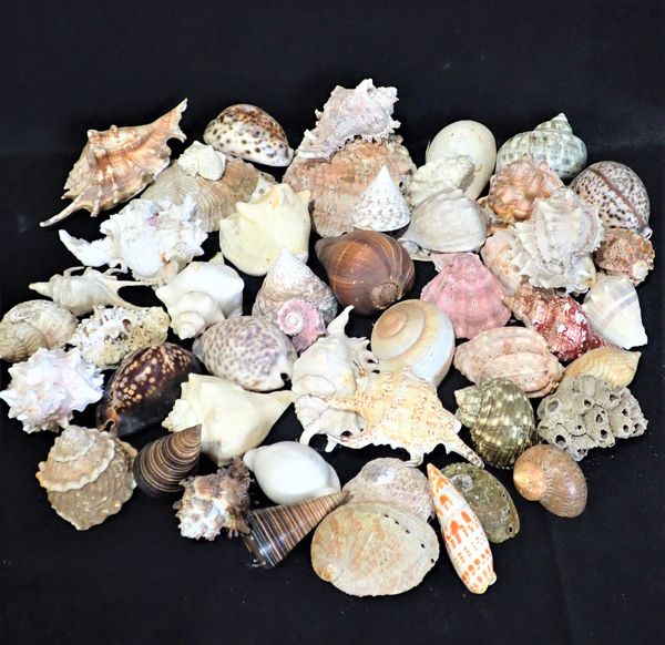 A COLLECTION OF VARIOUS SEASHELLS