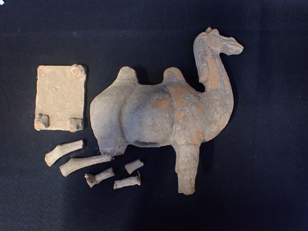 TANG CAMEL,  WITH BROKEN LEGS