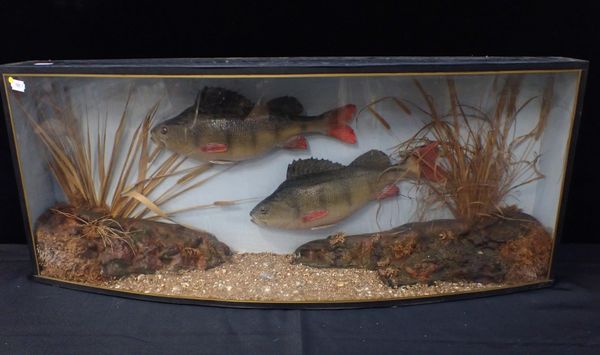 TAXIDERMY: A CASED FISH DISPLAY