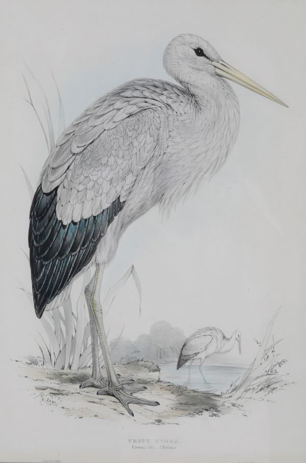 AFTER EDWARD LEAR (1812-1888) 'White Stork (Ciconia Alba)'