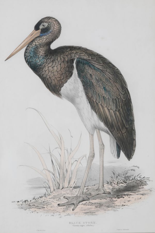 AFTER EDWARD LEAR (1812-1888) 'Black Stork (Ciconia Negra)'