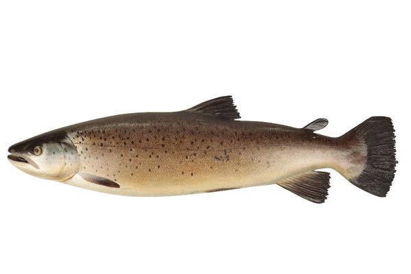 A CARVED AND HAND-PAINTED MODEL OF A SALMON