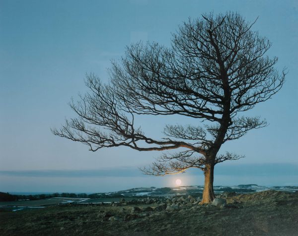 * LOTTIE DAVIES (B. 1971) 'Here: The Last Ghost Tree, 2013'