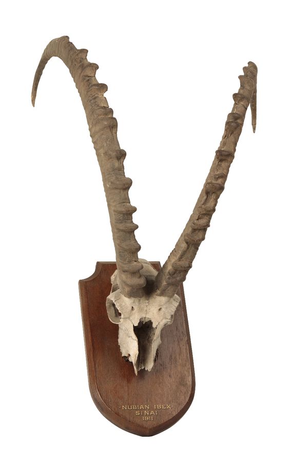 NUBIAN IBEX ANTLERS