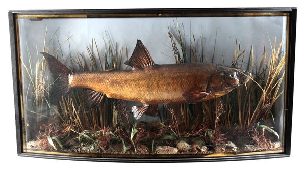 TAXIDERMY: A BARBEL