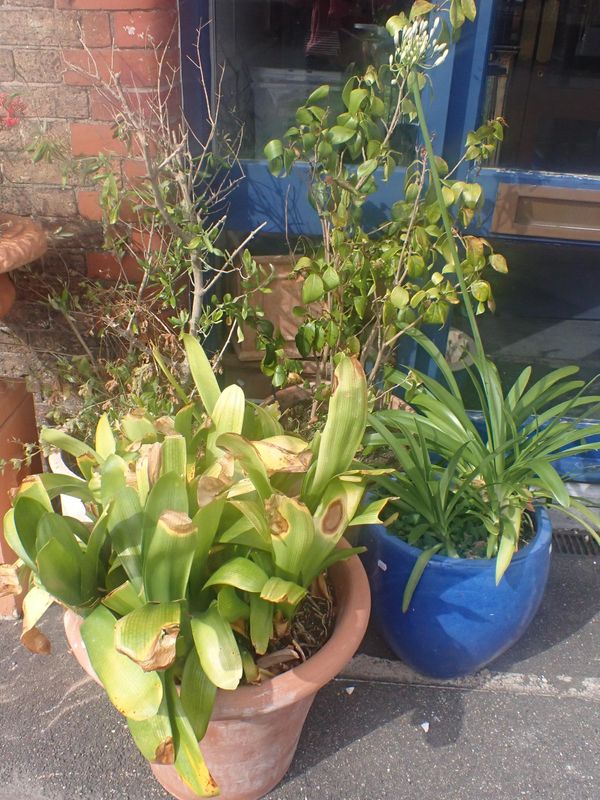 A BLUE GLAZED GARDEN POT, PLANTED WITH AGAPANTHUS