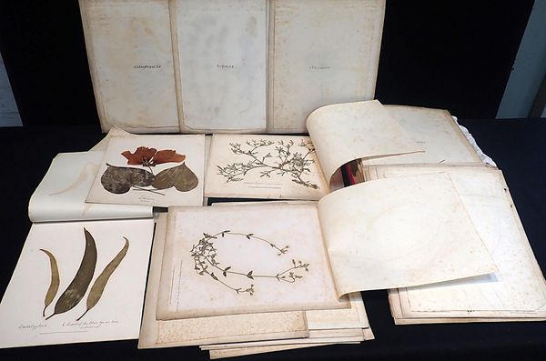 A 19th CENTURY HERBARIUM