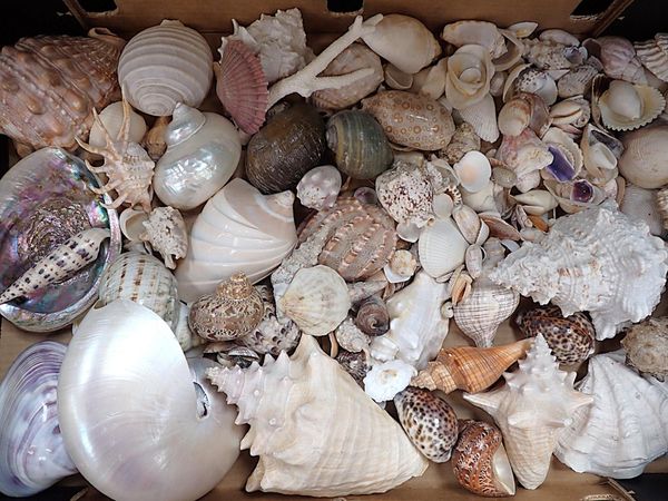 A COLLECTION OF SEASHELLS