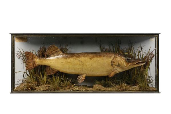 TAXIDERMY: A PIKE IN A FLAT FRONTED CASE