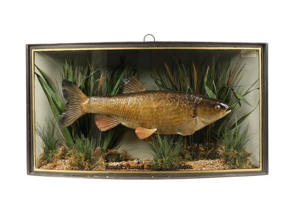 TAXIDERMY: A CHUBB IN BOW FRONTED CASE