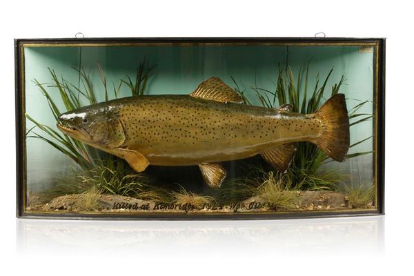 TAXIDERMY: A BROWN TROUT IN A BOW FRONTED CASE