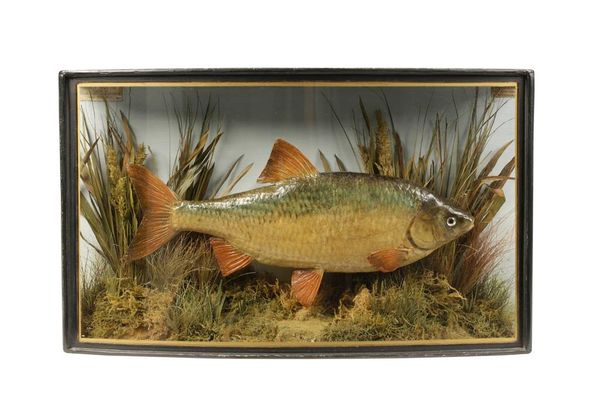 TAXIDERMY: A ROACH IN BOW FRONTED CASE