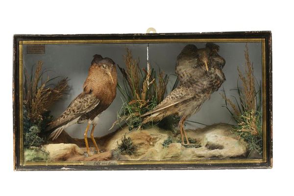 TAXIDERMY: A RUFF AND REEVE IN A FLAT FRONTED CASE