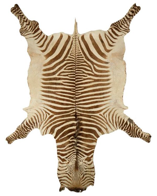 TAXIDERMY: AN EARLY 20TH CENTURY BUTCHELLS BROWN AND WHITE ZEBRA SKIN