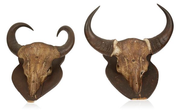 TAXIDERMY: A PAIR OF EARLY 20TH CENTURY INDIAN WATER BUFFALO SKULLS