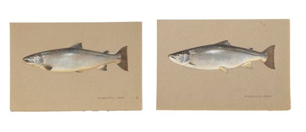 P.D. MALLOCH OF PERTH Salmon studies (a pair)