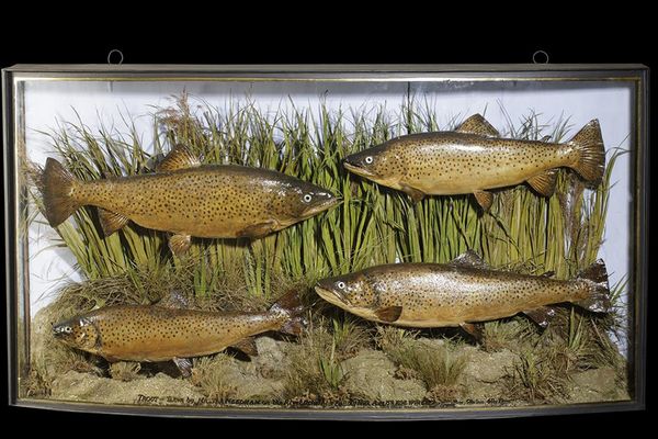 TAXIDERMY FOUR BROWN TROUT IN BOW FRONTED GLASS CASE