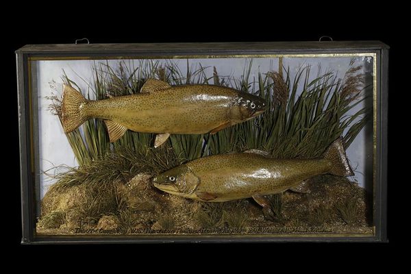 TAXIDERMY PAIR RIANBOW TROUT IN GLASS FRONTED CASE