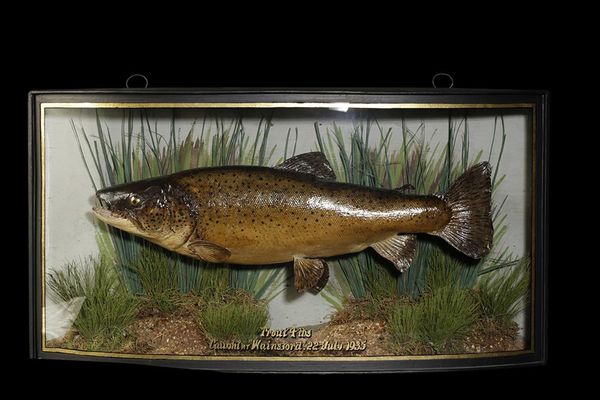 TAXIDERMY BROWN TROUT IN A BOW FRONTED GLASS CASE