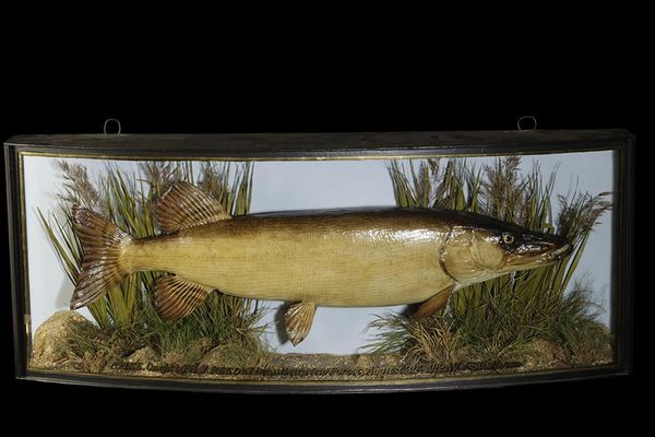 TAXIDERMY PIKE IN BOW FRONTED GLASS CASE